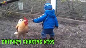 Chickens Chasing Kids And Dogs Funny Vines 2019 Youtube Chicken, crazy, funny, humor, music chickens chasing kids and dogs funny vines 2019