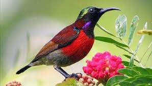 We have almost everything on ebay. Burung Kolibri Ninja Jadi Tren Di Masyarakat Ini Alasannya Sakata Id