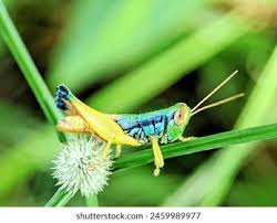 Image result for Dissotis caloneura