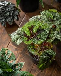 Image result for Begonia meyeri-johannis