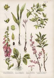 Vintage Botanical Illustration 1920s Autumn Crocus Daphne Etsy Botanical Illustration Vintage Botanical Drawings Botanical Illustration