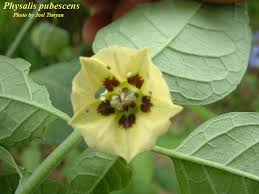 Image result for Physalis pubescens