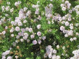 Image result for Eriocephalus