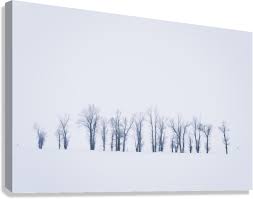 the tree line. by Kris Halsey Photography Wall Art
