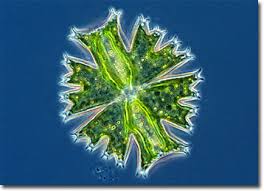 Image result for Micrargeria