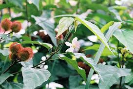 Image result for Bixaceae