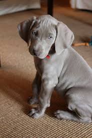 Kaiser A Weimaraner From Houston Texas Weimaraner Puppies Puppies Cute Dogs