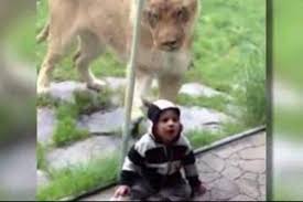 Video Zoo Lion Tries To Eat Baby Dressed As Zebra