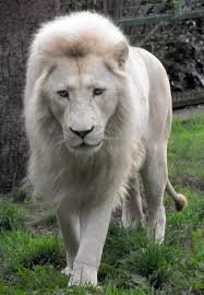 Reminds Me Of Aslan In The Lion Witch And The Wardrobe Gentle Good Aslan 3 Nadide Hayvanlar Buyuk Kediler Guzel Kediler