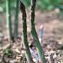 Asparagus officinalis sivustolta plants.ces.ncsu.edu