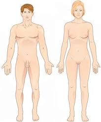 Picture (a) is a perfect example of why anatomists use the anatomical position. Standard Anatomical Position Wikipedia