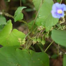Image result for Ipomoea parasitica