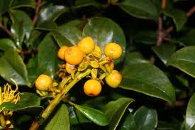 Gaiadendron punctatum (Loranthaceae) image 37870 at ...