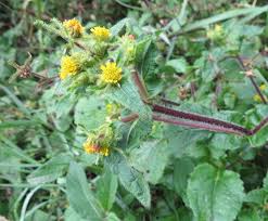 Image result for Sigesbeckia