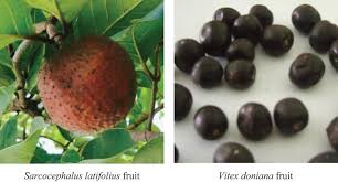 Image result for Vitex doniana