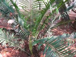 Image result for Encephalartos umbeluziensis