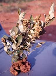 Image result for Crepidorhopalon droseroides