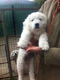 Maremma Sheepdog Maremma Sheepdog Unusual Dog Breeds Livestock Guardian Dog