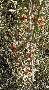 I often see the bright red fruits of this plant throughout the year. Desert Christmas Cactus Pencil Cholla Cylindropuntia Leptocaulis