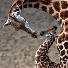 Animal Love Curved Necks Mother And Child Giraffe Giraffe Photography Animals