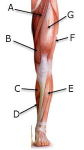 The soleus, part of the calf muscle, below the calf muscles, as it can apply the most force. Muscle Names Leg Diagram Quizlet