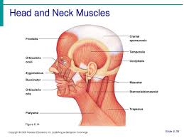 Working in pairs on the left and right sides of the body, these muscles. Head And Neck Muscles Figure 6 14 Slide Ppt Download