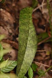 Image result for Oeceoclades