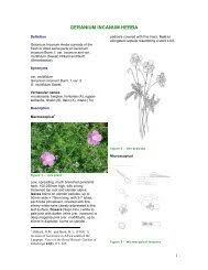 Image result for Tetradenia bainesii