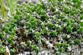 Image result for Euphorbia jubata