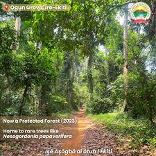 Image result for Nesogordonia