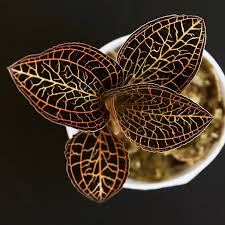 Image result for Orthochilus euanthus