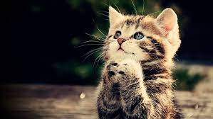 Hd Wallpaper Cat Cats Cute Funny Wallpaper Flare