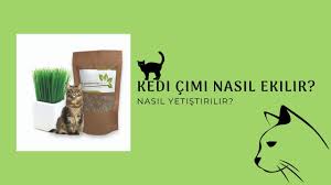 Pratikte görüldüğü gibi, kabarık arkadaşların çoğu buğday çimi gibi yabani otları tercih eder. Kedi Cimi Tohumu Nasil Ekilir Nasil Yetistirilir Youtube