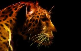 Cool Fire Google Search Cool Pictures Of Animals Animal Wallpaper Animals