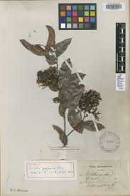 Image result for Hippocratea volkensii
