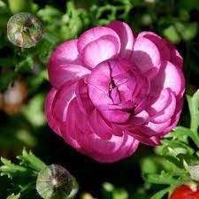 Voiceover Translation Subtitles And Interpreting Toxic Plants For Cats Flea Shampoo For Cats Parts Of A Plant