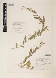 Image result for Convolvulus farinosus