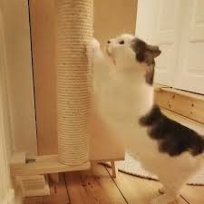 Pin On Kattenmuur