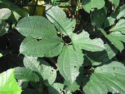 Image result for Telfairia occidentalis