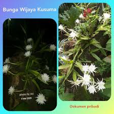 Tapi bila kita tanam, asyik tak menjadi. 3 Tips Sederhana Agar Wijaya Kusuma Rajin Berbunga Halaman All Kompasiana Com
