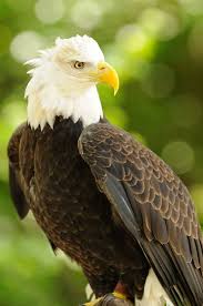 Bald Eagle Bald Eagle Beautiful Birds Birds