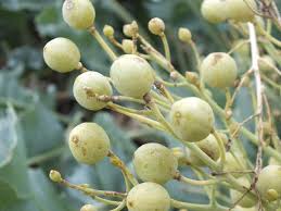 Image result for Crambe