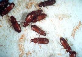 Here are a few how do exterminators get rid of beetles? Click Beetle Problems Get Rid Of It Yourself Diy Pest Control And Preventive Techniques