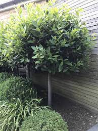 See more ideas about lollipop tree, lollipop, tree. Topiary My Five Favourite Evergreen Shrubs