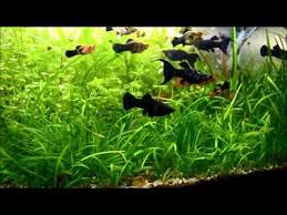 Sagittaria Subulata Aquarium Carpet Trimming Akvaryum Tintin