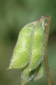 Image result for Vicia