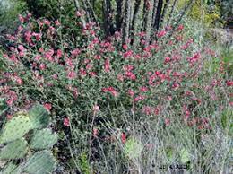 Native to the southwest, globe mallow easily handles both cold and hot temperatures. Foothills Palo Verde Fact Sheet