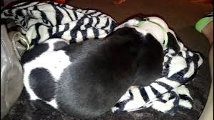 Does your baby feel discomfort with a hiccup? How To Get Rid Of A Dog S Hiccups Youtube
