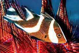 Image result for Sebaea junodii