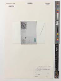 Image result for Cheirostylis lepida